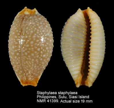 Staphylaea staphylaea (6).jpg - Staphylaea staphylaea (Linnaeus,1758)